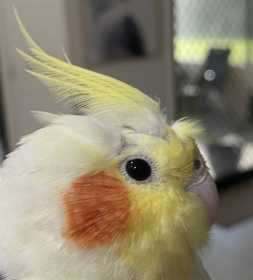 Found Cockatiel