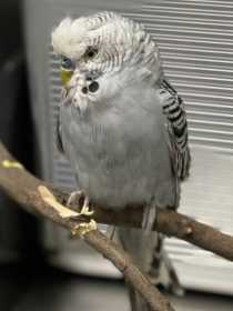 Found Budgerigar