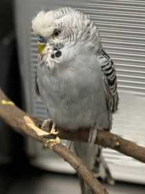 Found Budgerigar