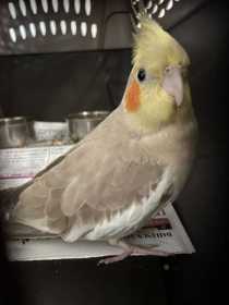 Found Cockatiel