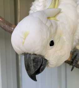 Found Cockatoo