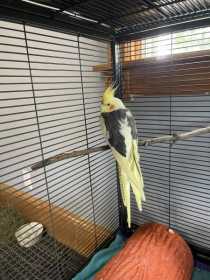 Found Cockatiel