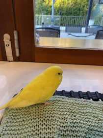 Found Budgerigar