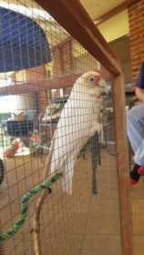 Found Corella Cockatoo