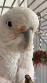 Found Cockatoo