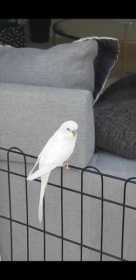 Found Budgerigar