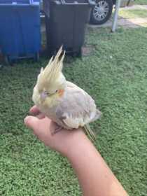 Found Cockatiel