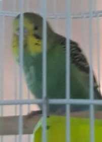 Found Parakeet