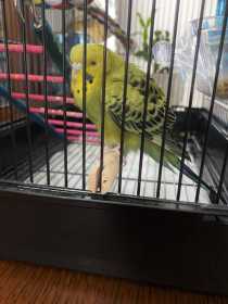 Found Parakeet