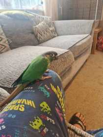 Found Conure