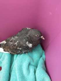 Found Pigeon