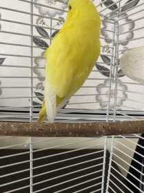 Found Budgerigar