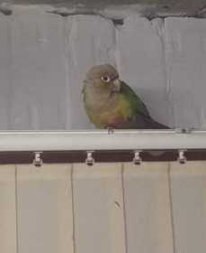 Found Conure