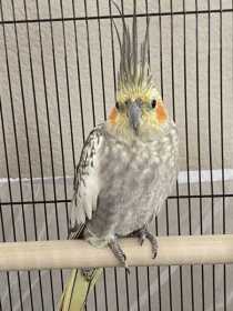 Found Cockatiel