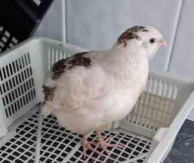 Found Quail