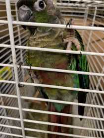 Found Conure