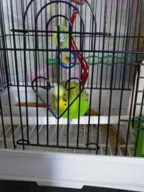 Found Budgerigar
