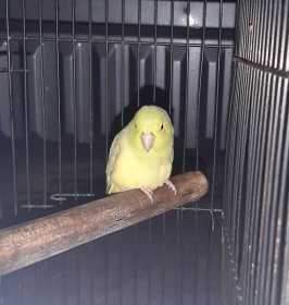 Found Parrotlet