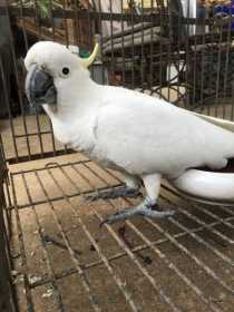 Found Cockatoo