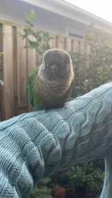 Found Conure