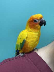 Found Conure