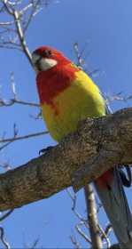 Found Rosella
