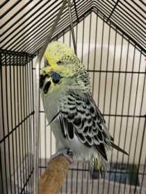 Found Budgerigar