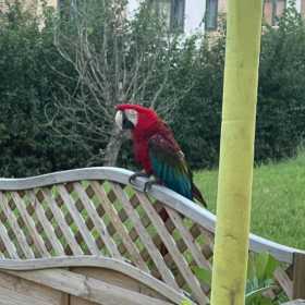 Found Macaw