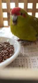 Found Kakariki