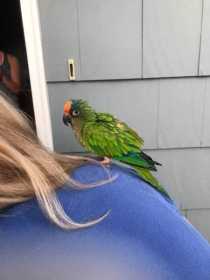 Found Conure