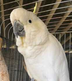 Found Cockatoo