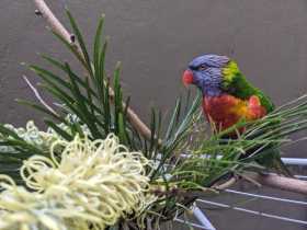 Found Lory / Lorikeet