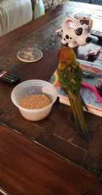 Found Conure