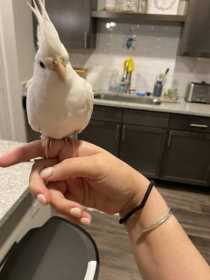 Found Cockatiel