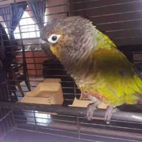 Found Conure