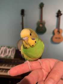 Found Budgerigar