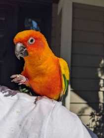 Found Conure