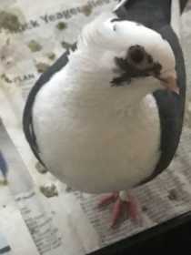 Found Pigeon