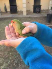 Found Lovebird