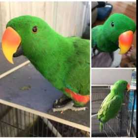 Found Eclectus