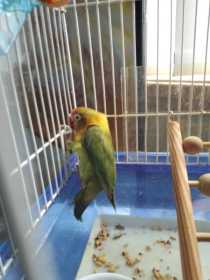 Found Lovebird