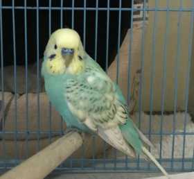 Found Budgerigar