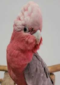 Found Galah Cockatoo