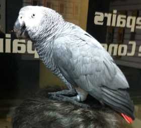 Found African Grey