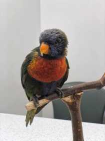 Found Lory / Lorikeet