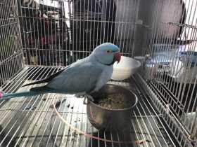 Found Indian Ringneck Parakeet