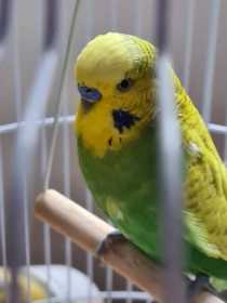 Found Budgerigar