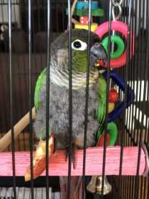 Found Conure