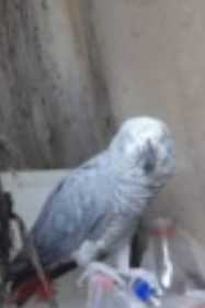 Found African Grey