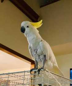 Found Cockatoo